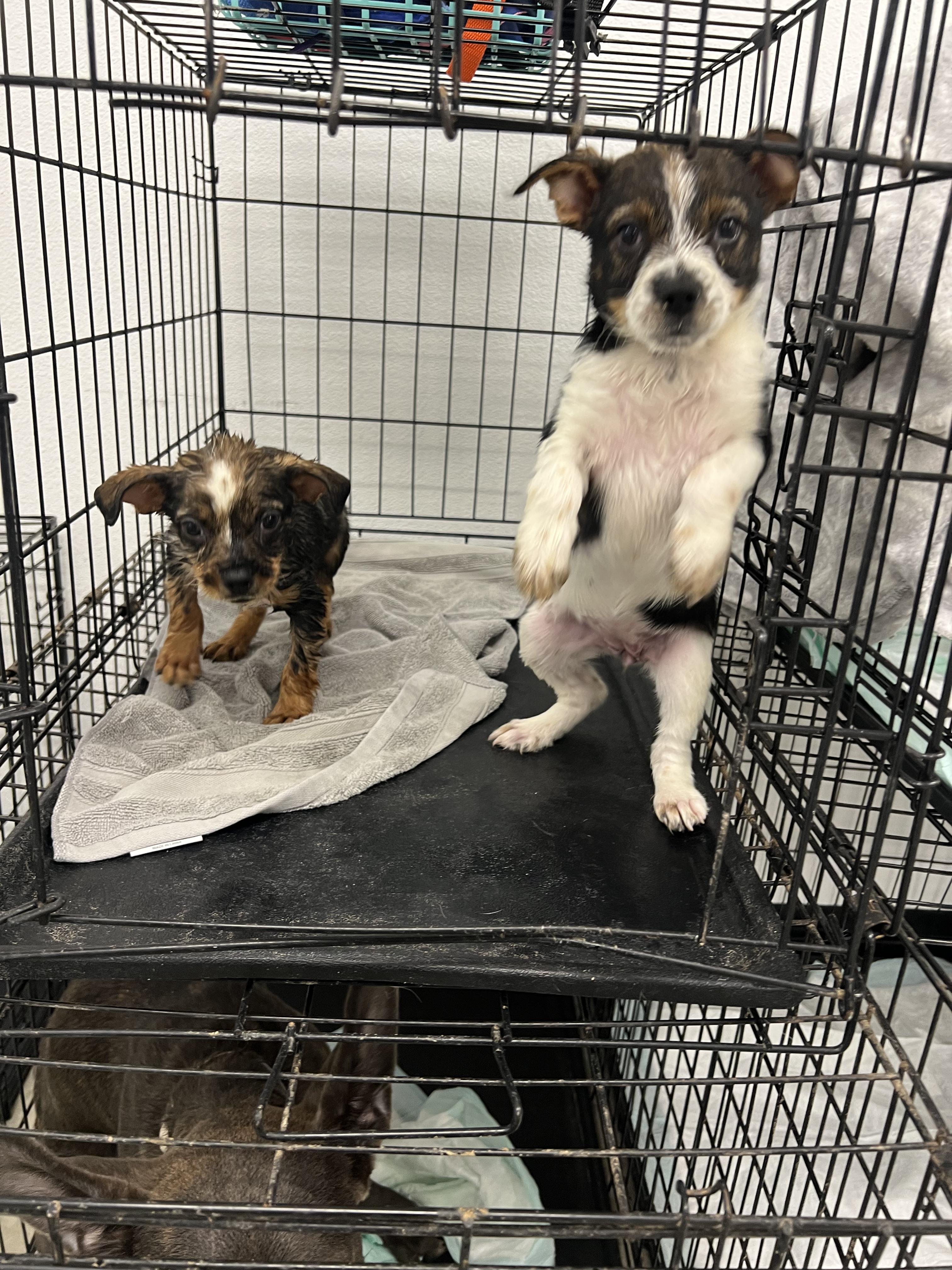 Cherry, an adopted mixed breed in Fort Collins, CO image 5/5