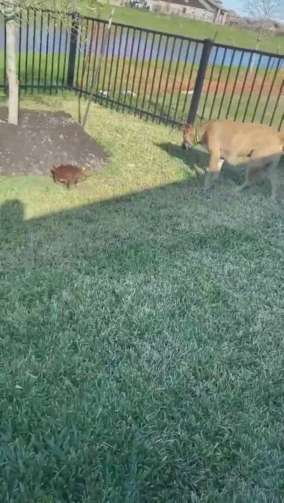 Enlarge Tiger, a Adopted mixed breed in Houston, TX video 6/11