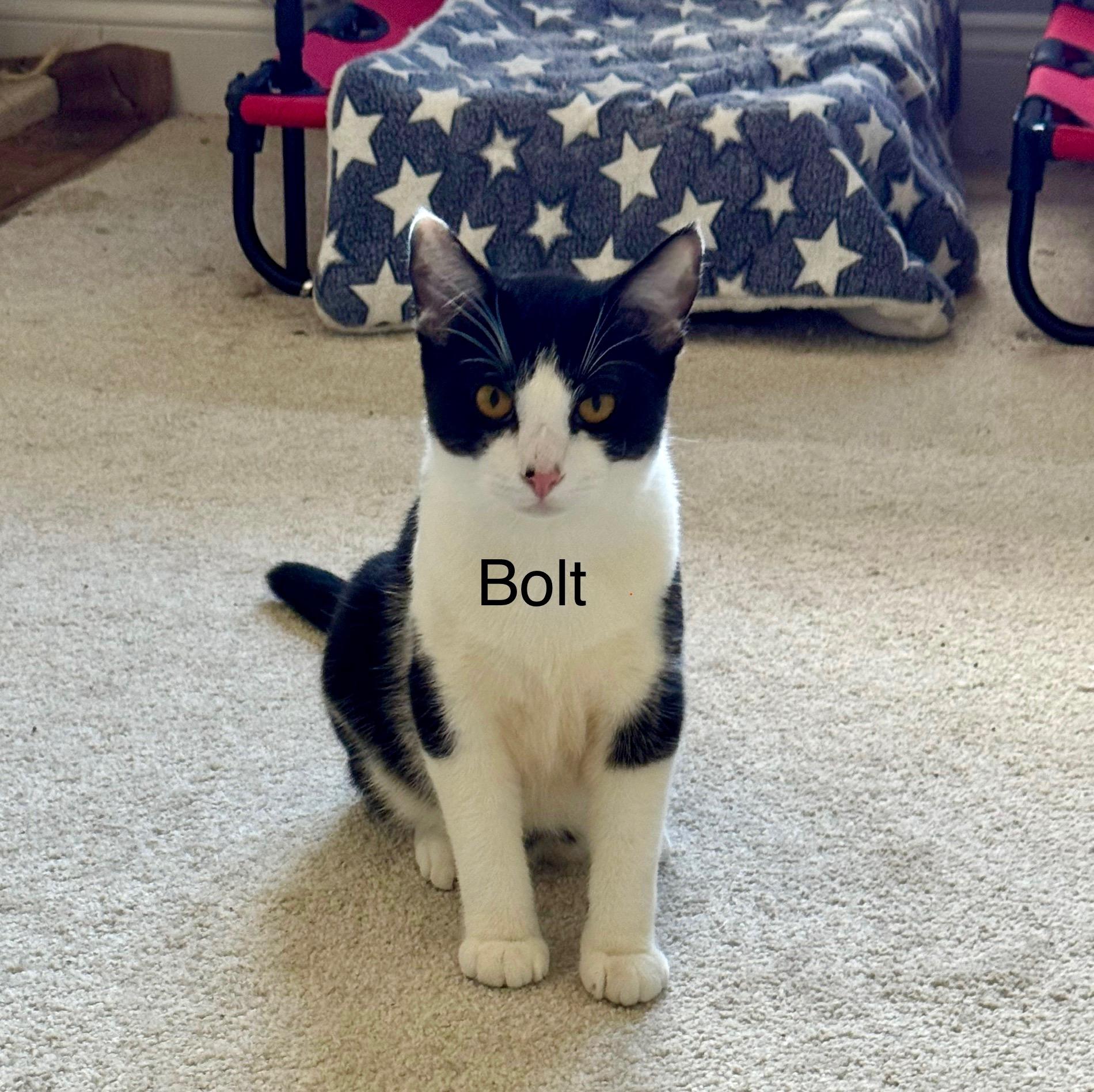 BOLT, a Adoptable Domestic Short Hair in Wilmington, NC image 2/4