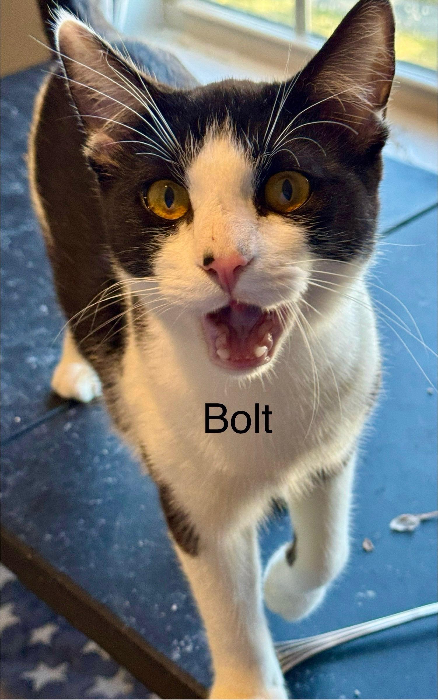 BOLT, a Adoptable Domestic Short Hair in Wilmington, NC image 3/4