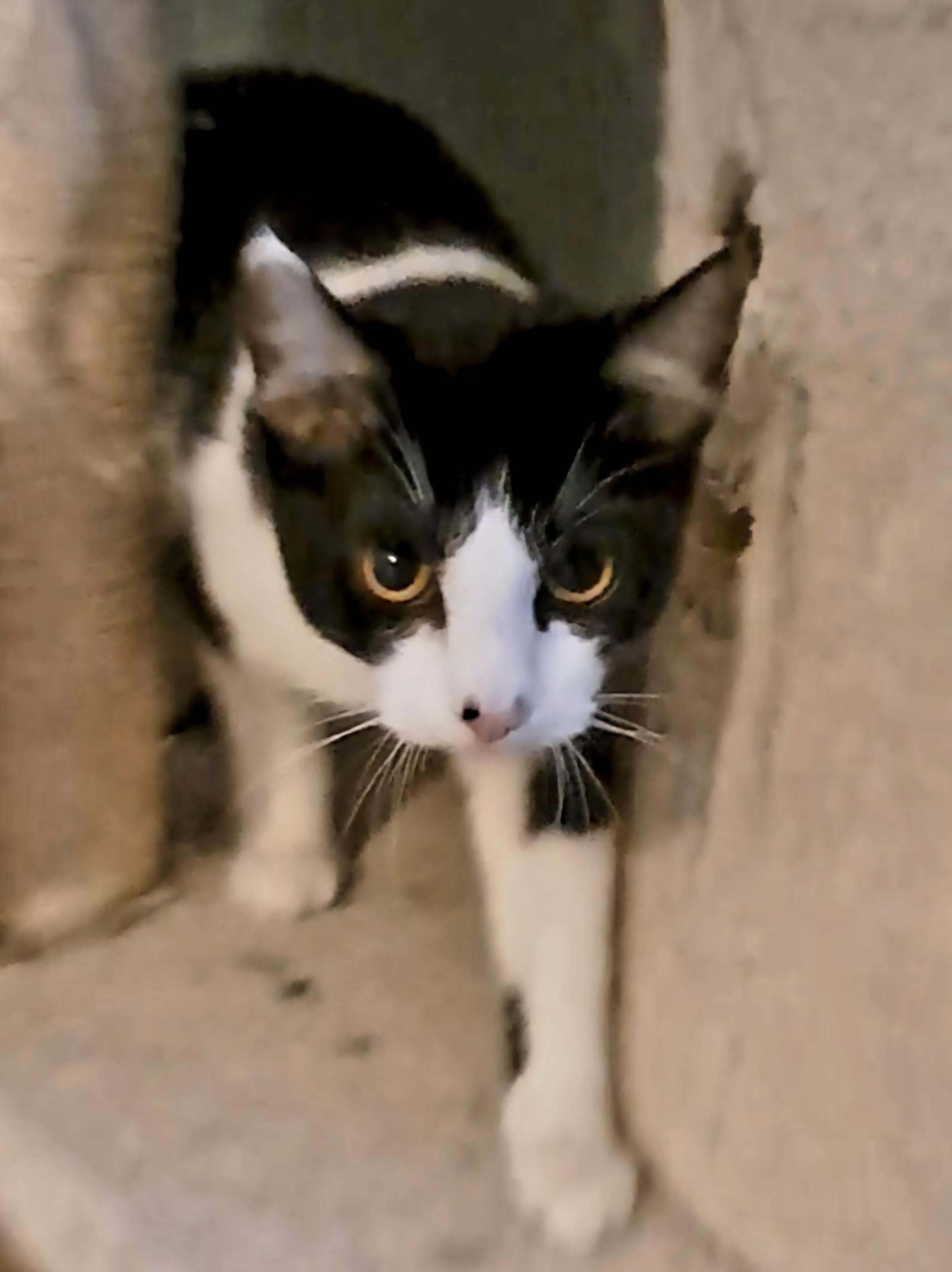 BOLT, Adoptable, Young Male Domestic Short Hair.