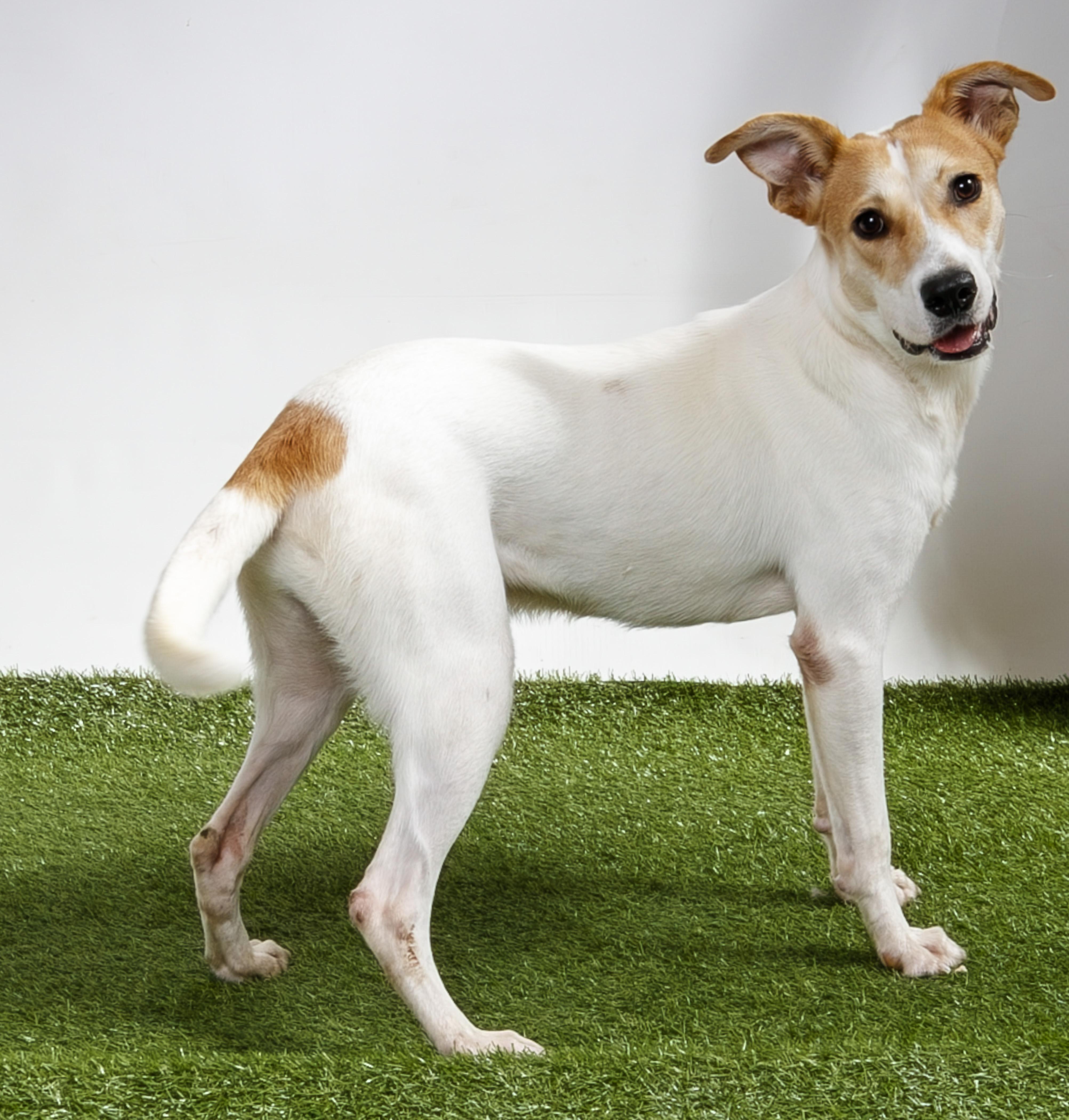 Edgar Allan Poe, Adoptable, Young Male Mixed Breed.