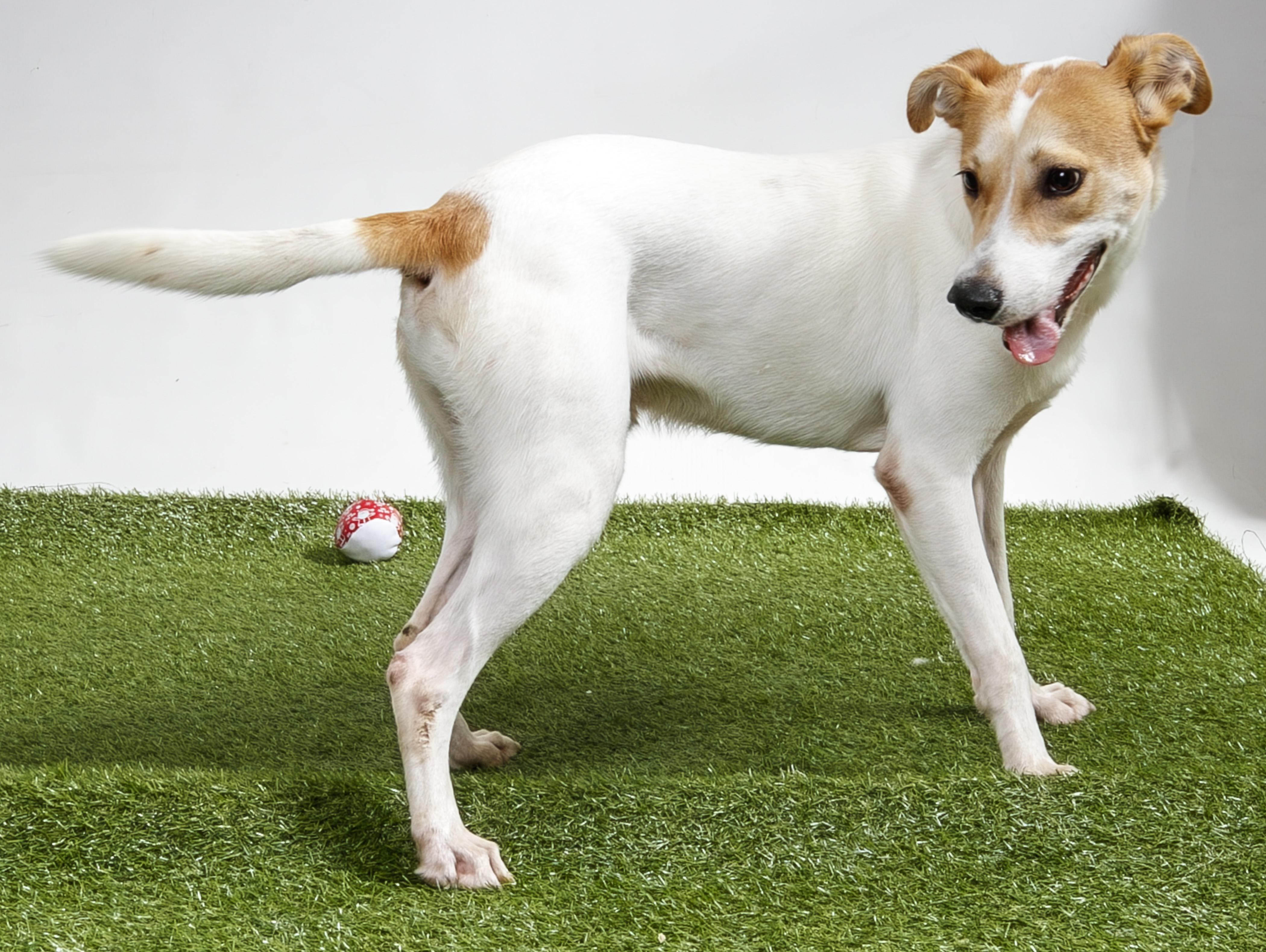 Enlarge Edgar Allan Poe, a Adoptable Mixed Breed in Harvey , LA image 2/2