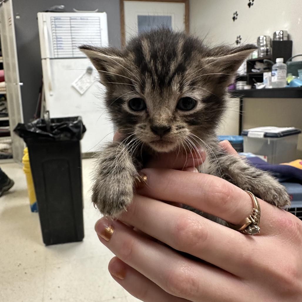 Crocodile, Adoptable, Kitten Female Domestic Short Hair.