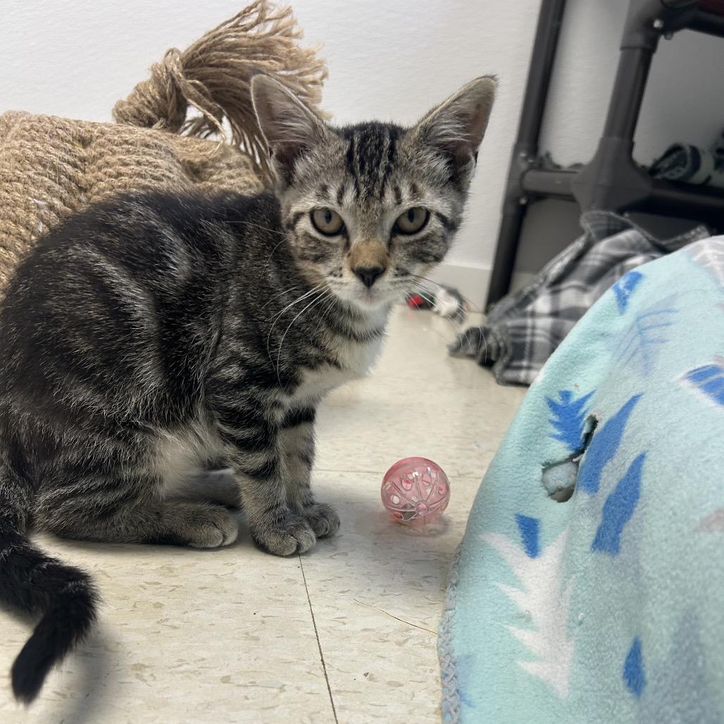 Crocodile, a Adoptable Domestic Short Hair in Milford, IA image 2/5