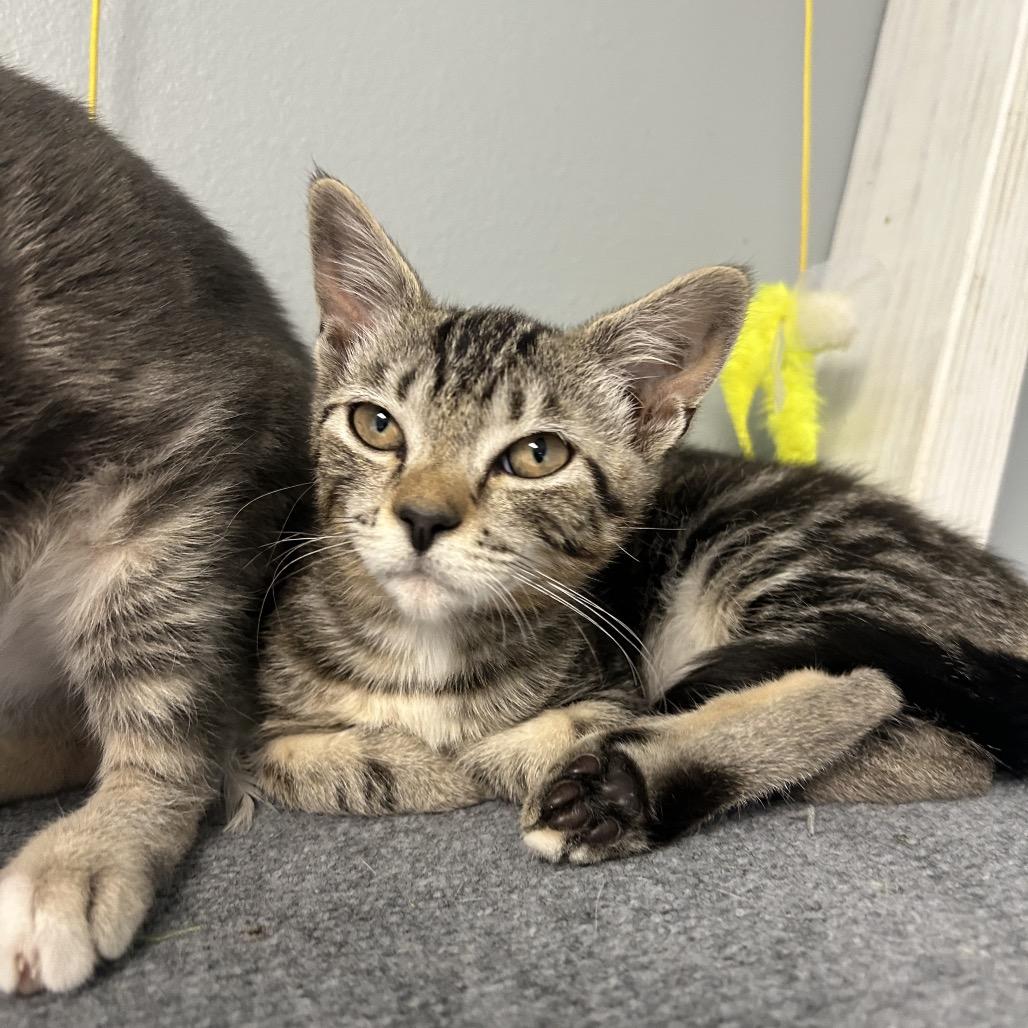Crocodile, a Adoptable Domestic Short Hair in Milford, IA image 3/5