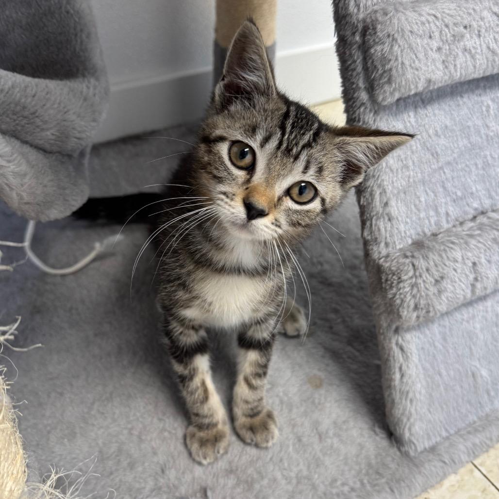 Crocodile, a Adoptable Domestic Short Hair in Milford, IA image 4/5