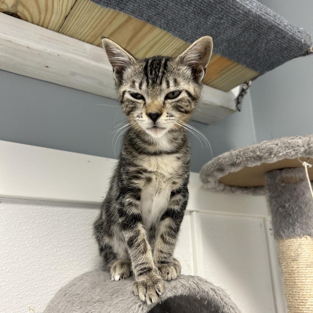 Crocodile, a Adoptable Domestic Short Hair in Milford, IA image 5/5