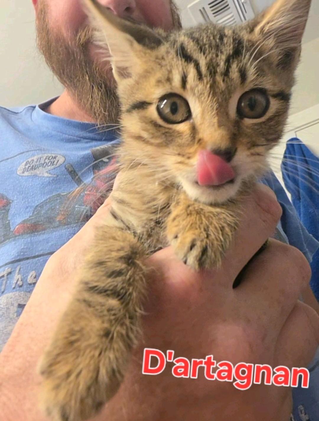 D'artagnan, Adopted, Kitten Male Domestic Medium Hair.