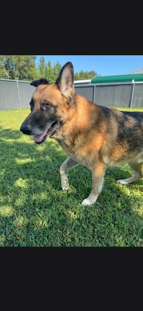 Bruno, Adoptable, Senior Male German Shepherd Dog.