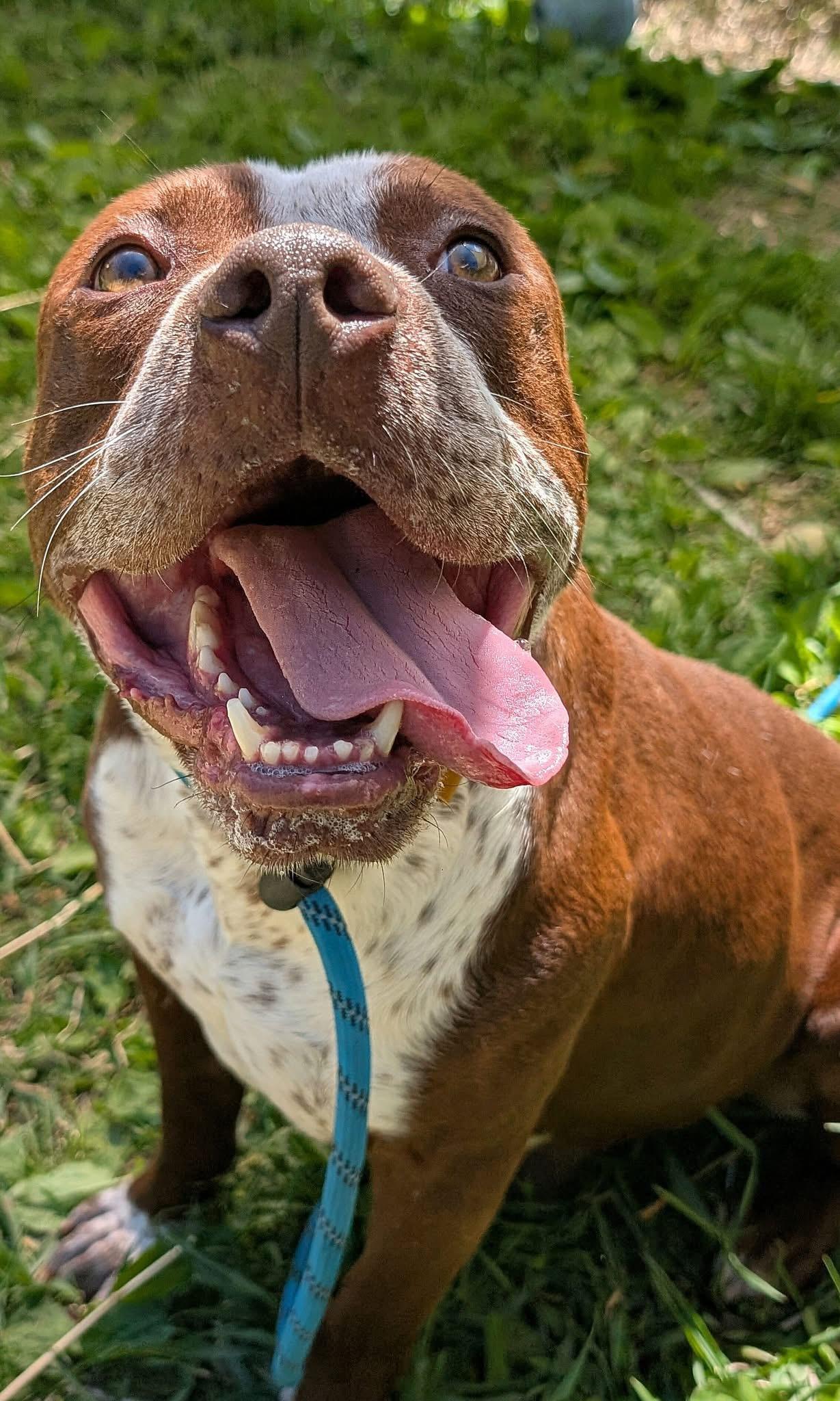 Tabasco, a ADOPTABLE Pit Bull Terrier in Chicago, IL image 1/5