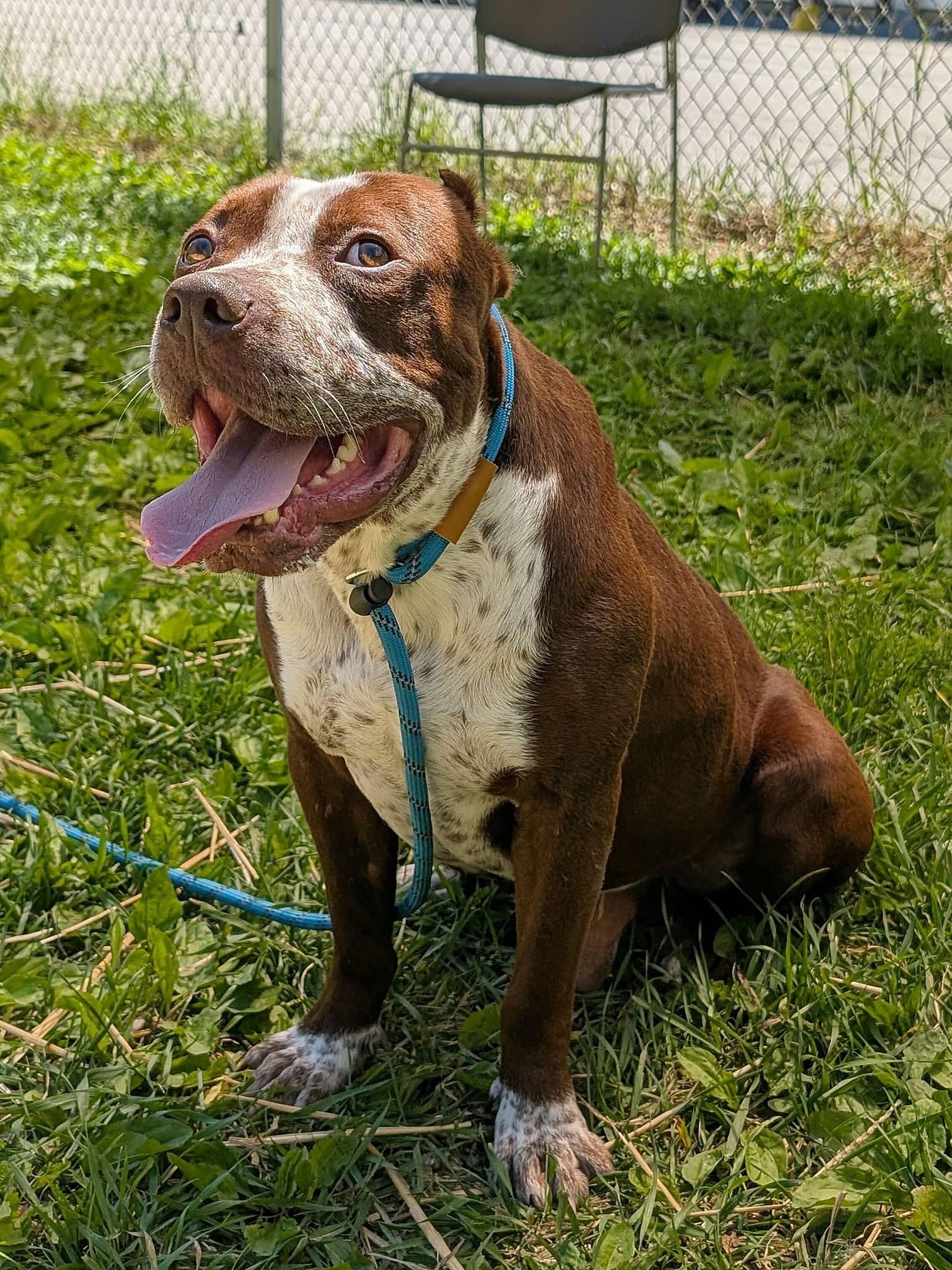 Tabasco, a ADOPTABLE Pit Bull Terrier in Chicago, IL image 2/5