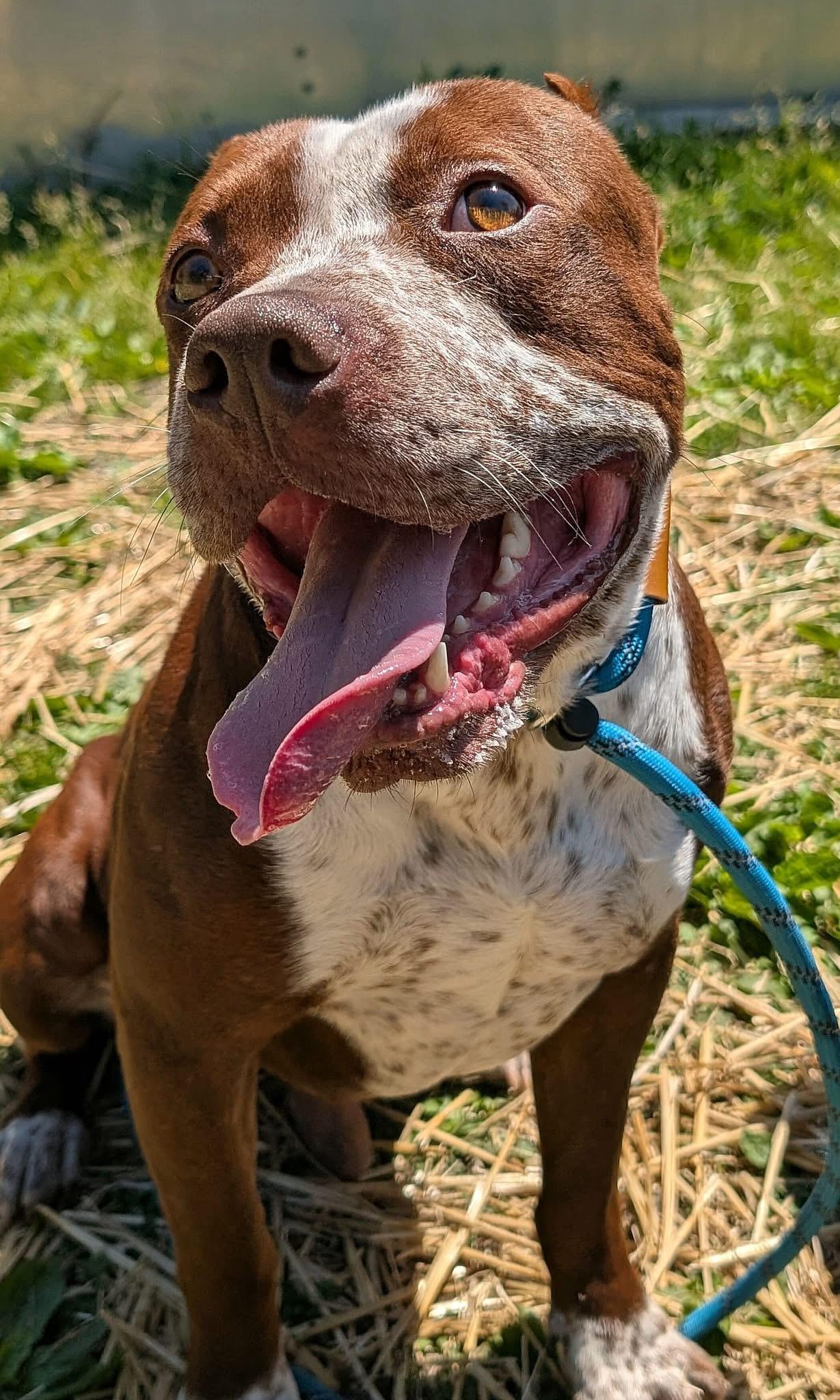 Tabasco, a ADOPTABLE Pit Bull Terrier in Chicago, IL image 3/5