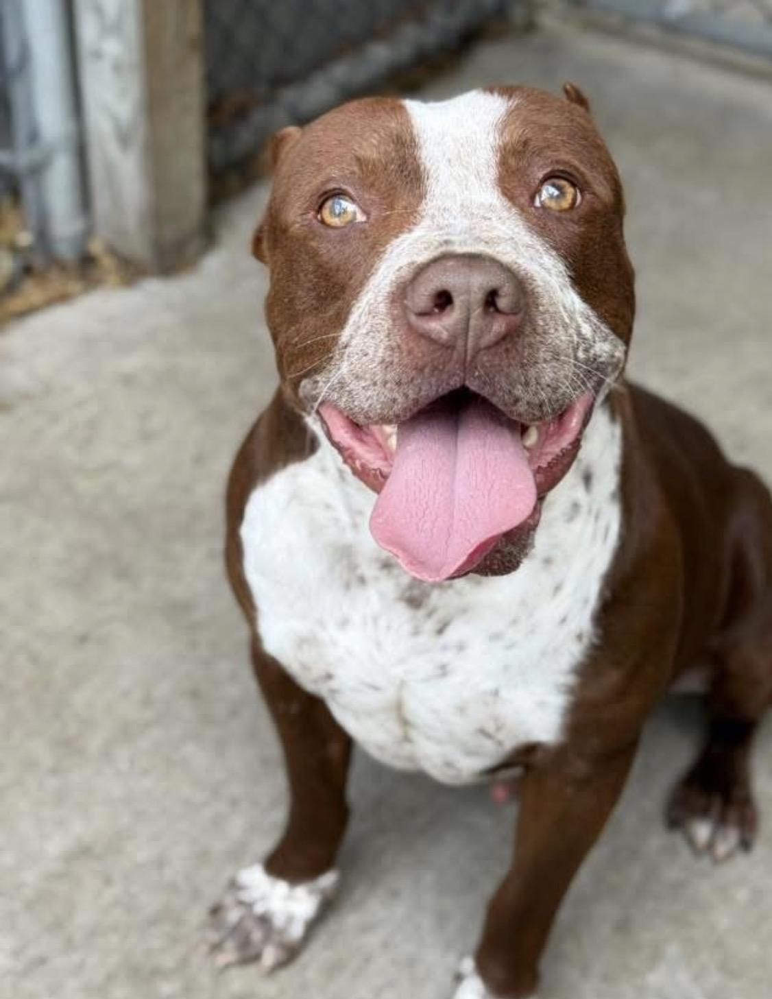 Tabasco, a ADOPTABLE Pit Bull Terrier in Chicago, IL image 4/5