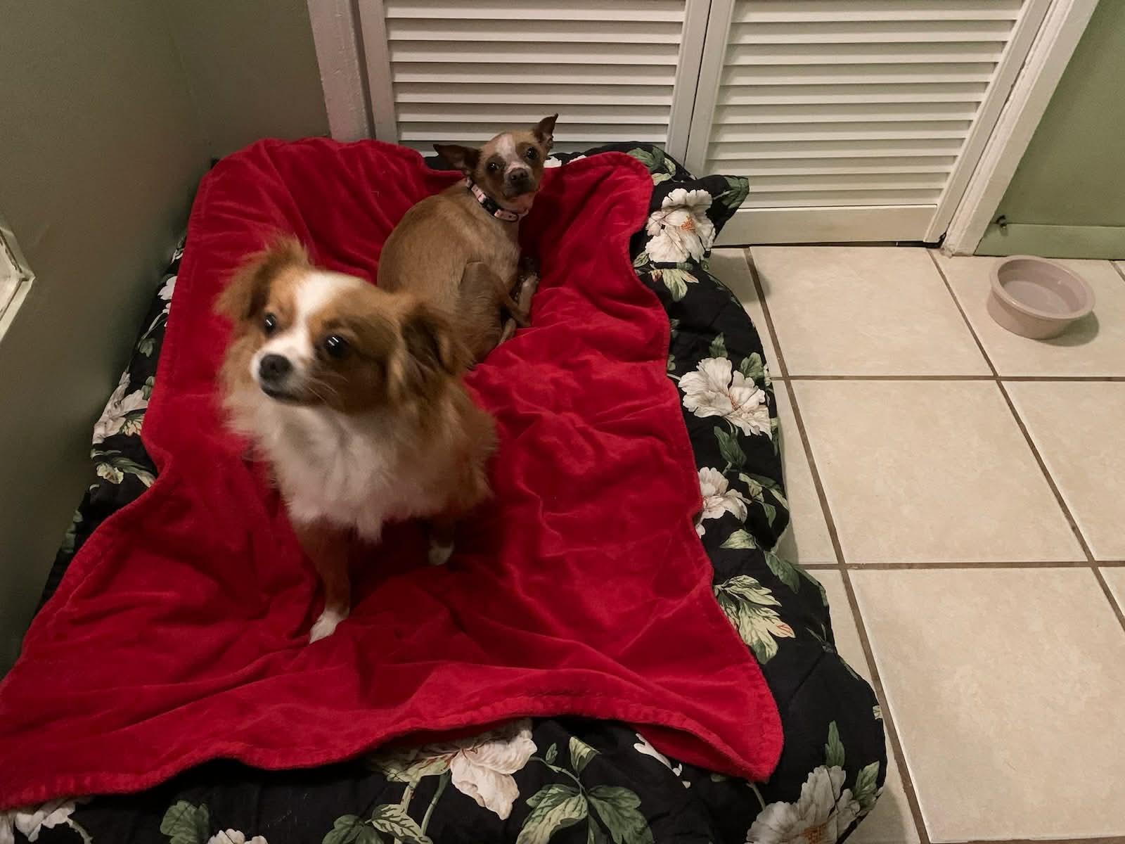 Enlarge Lainey and Tillie, an adopted Chihuahua in Ozone Park, NY image 1/2