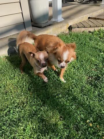 Enlarge Lainey and Tillie, an adopted Chihuahua in Ozone Park, NY image 2/2
