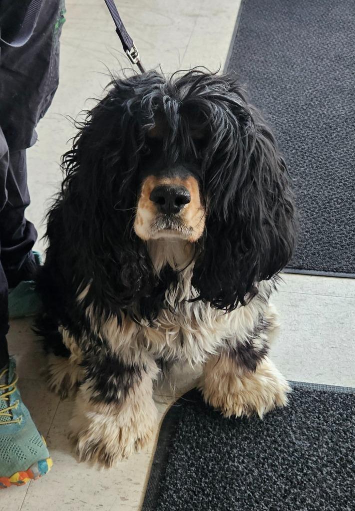 Willy, Adoptable, Young Male Cocker Spaniel.