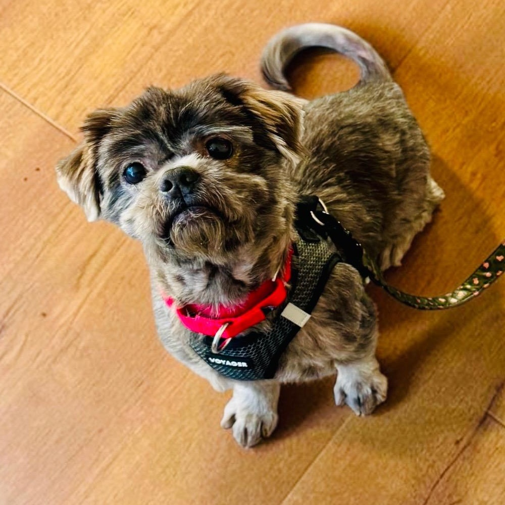Enlarge Bear, a Adoptable Shih Tzu in Stamford, CT image 3/6