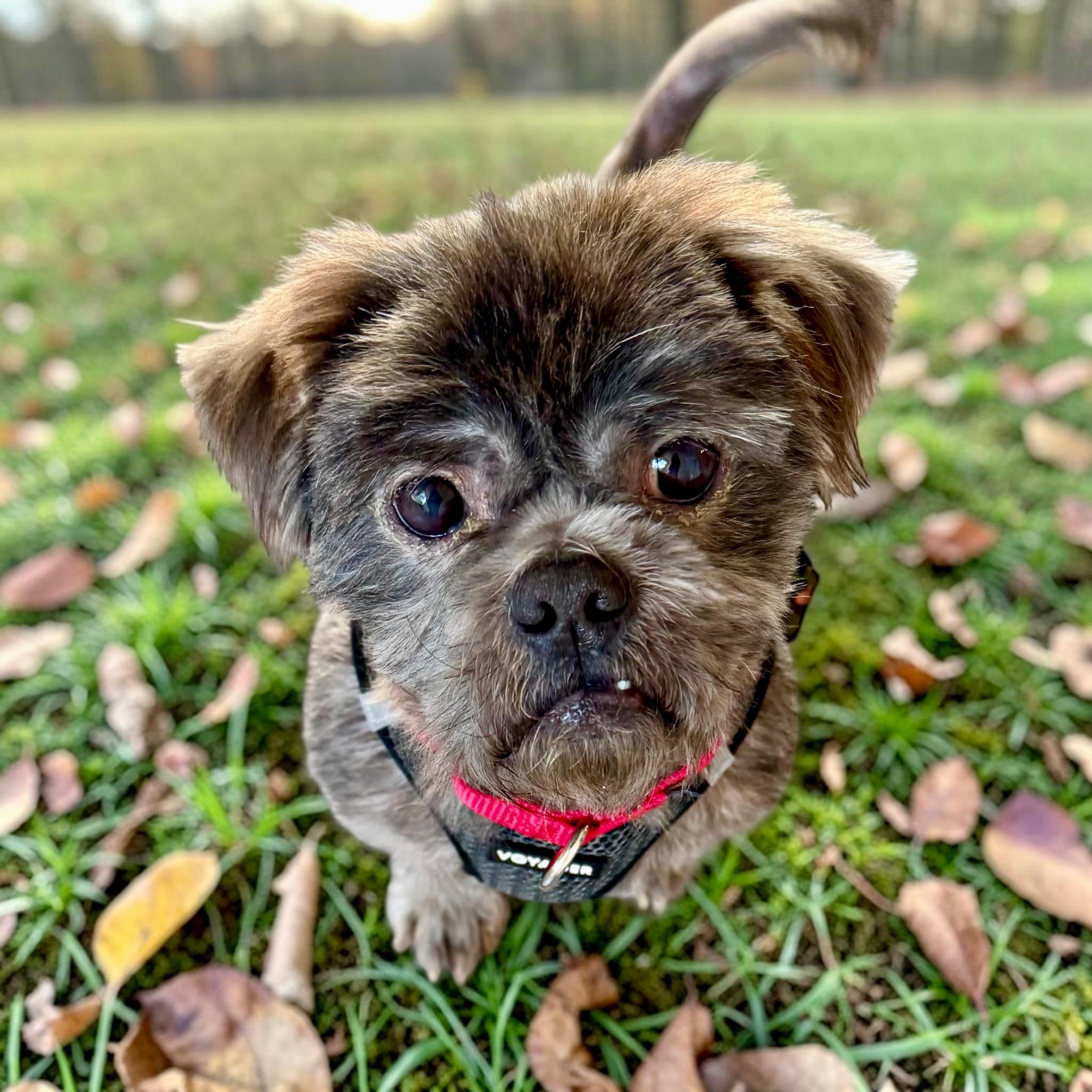 Enlarge Bear, a Adoptable Shih Tzu in Stamford, CT image 2/6