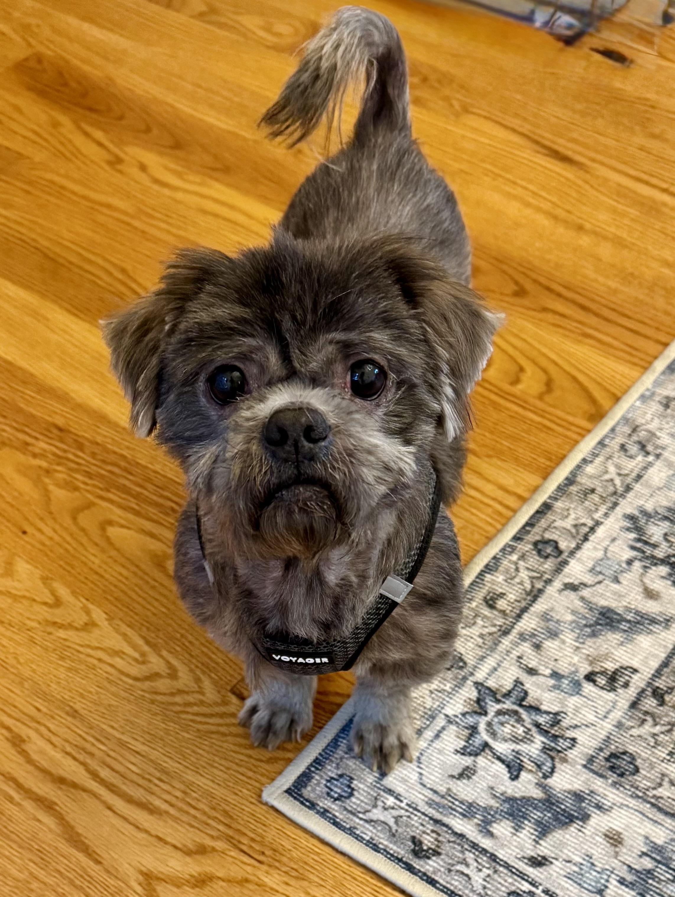 Enlarge Bear, a Adoptable Shih Tzu in Stamford, CT image 5/6