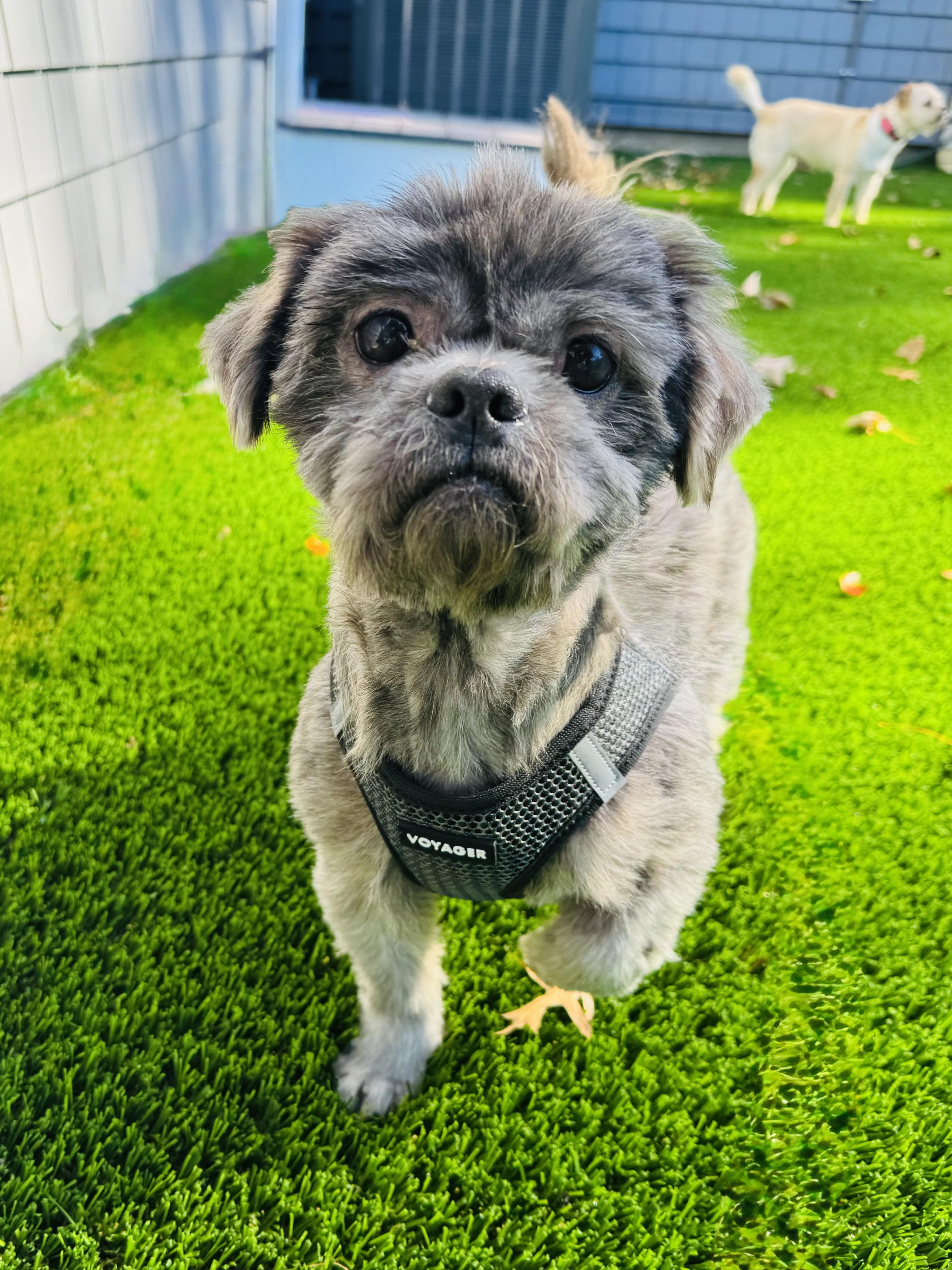 Bear, Adoptable, Adult Male Shih Tzu.