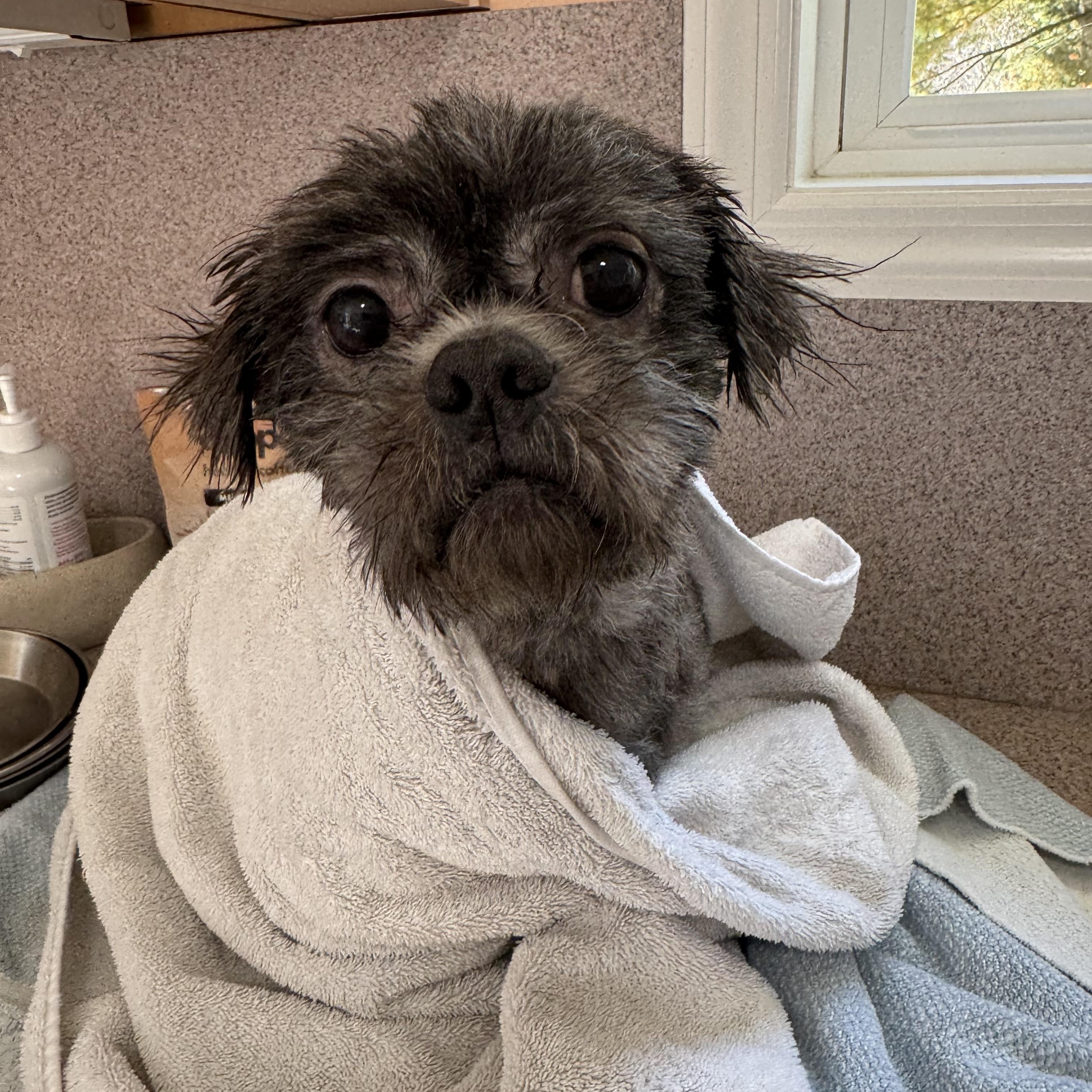 Enlarge Bear, a Adoptable Shih Tzu in Stamford, CT image 4/6