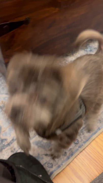 Enlarge Bear, a Adoptable Shih Tzu in Stamford, CT video 6/6