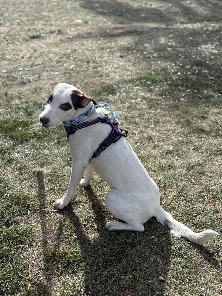 Grace, Adoptable, Young Female Pointer.