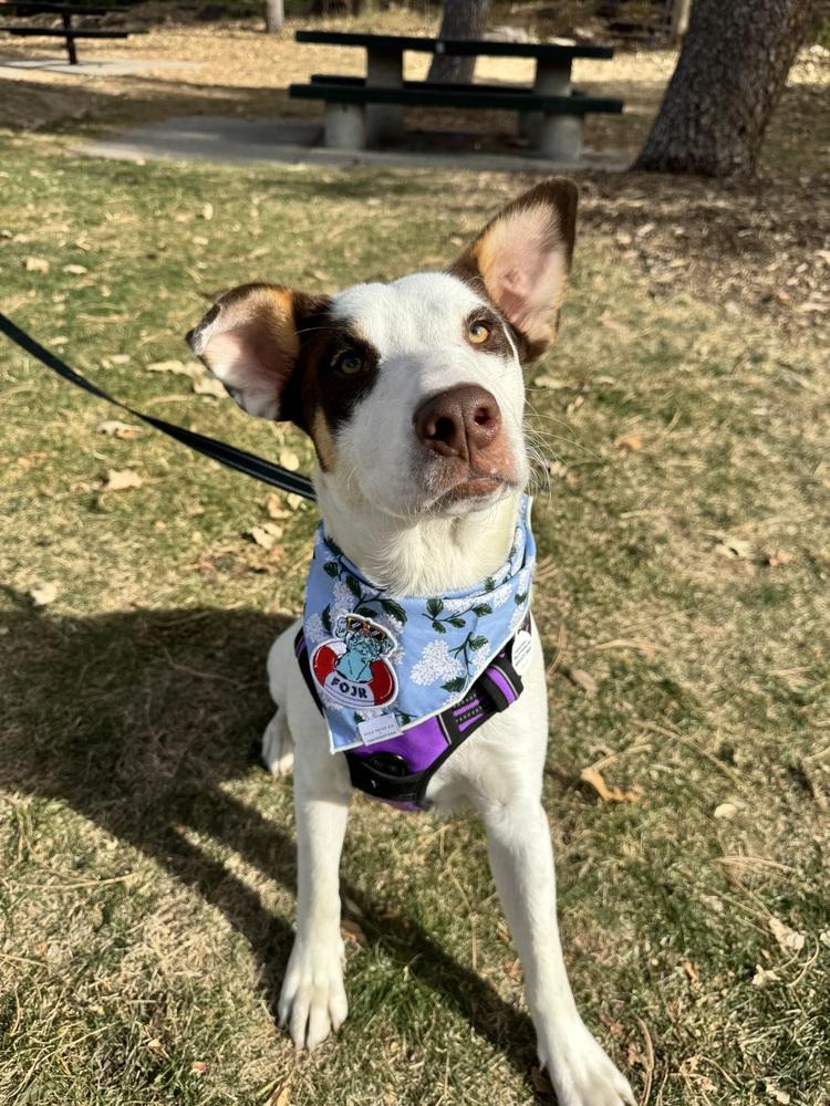 Grace, Adoptable, Young Female Pointer.