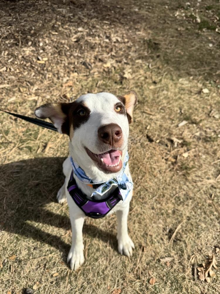 Grace, a Adoptable mixed breed in Denver, CO image 3/6