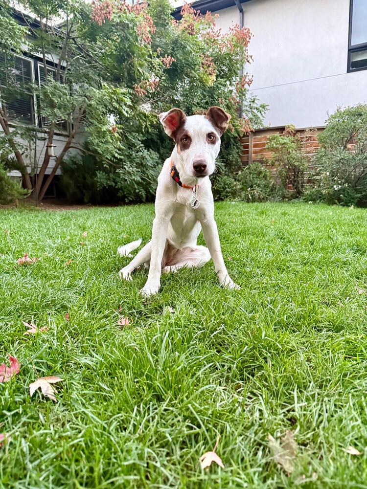 Grace, a Adoptable mixed breed in Denver, CO image 4/6