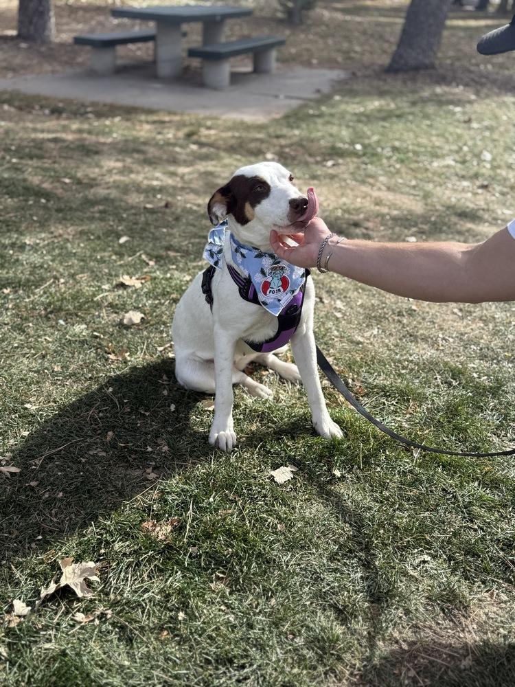 Grace, a Adoptable mixed breed in Denver, CO image 5/6