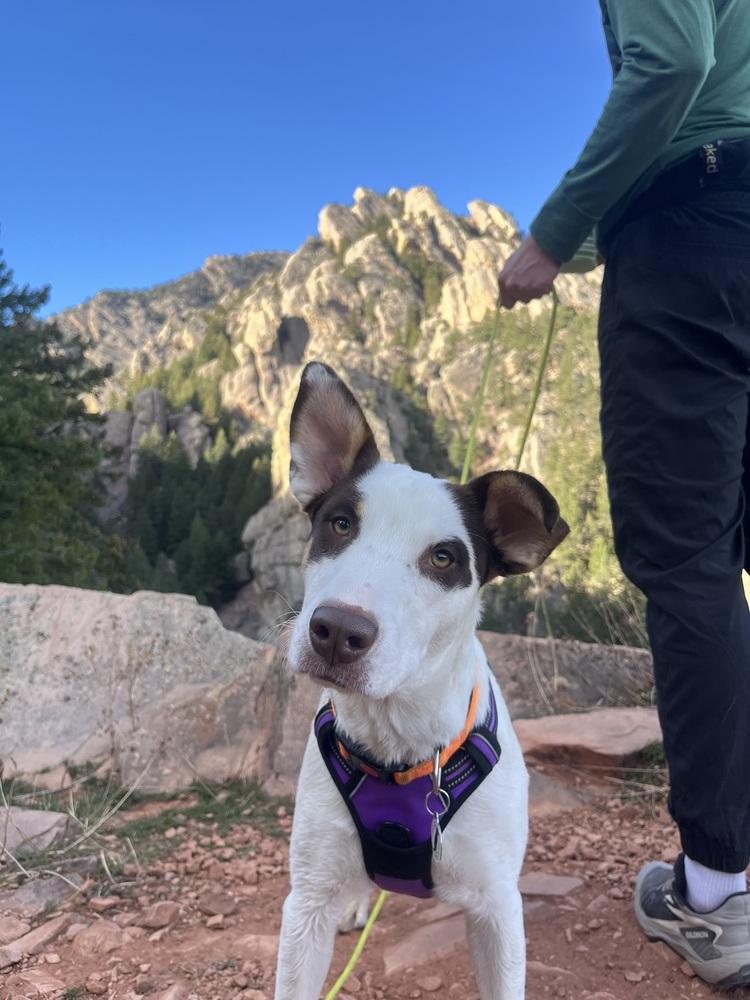 Grace, a Adoptable mixed breed in Denver, CO image 3/6