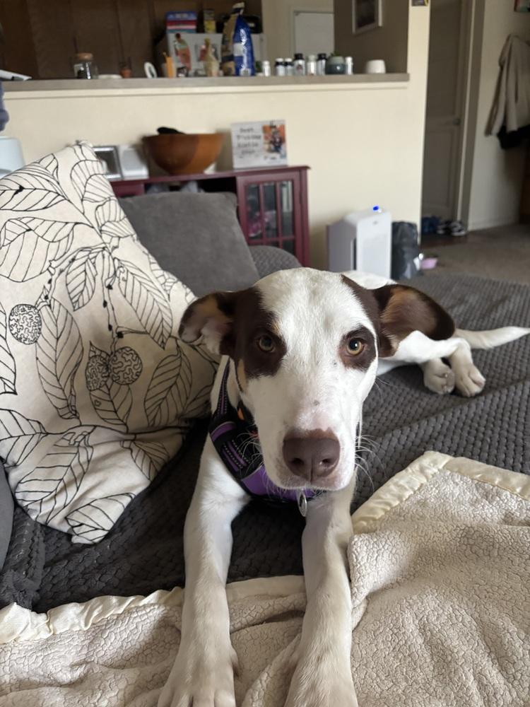 Grace, a Adoptable mixed breed in Denver, CO image 4/6