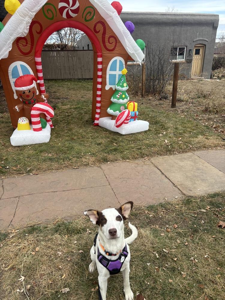 Grace, a Adoptable mixed breed in Denver, CO image 5/6