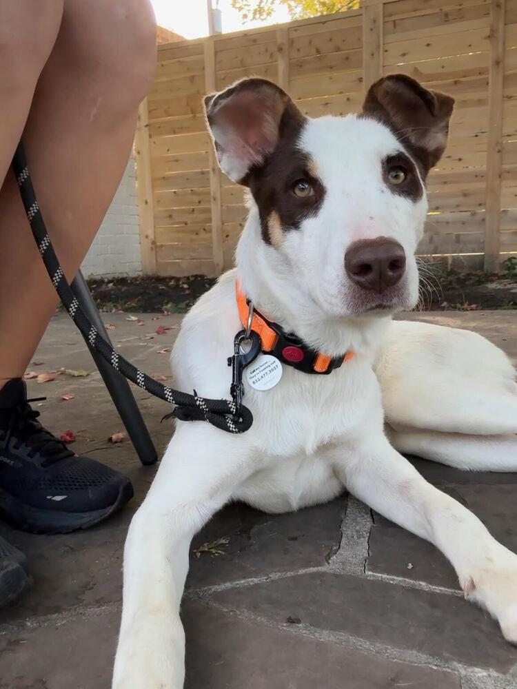 Grace, a Adoptable mixed breed in Denver, CO image 6/6