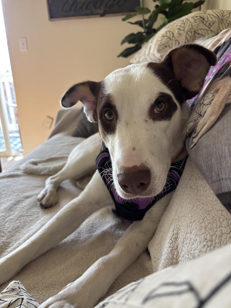 Grace, a Adoptable mixed breed in Denver, CO image 6/6