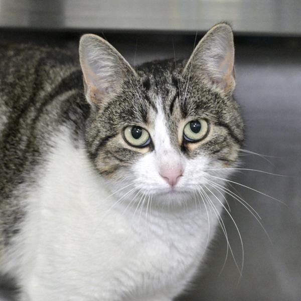 Enlarge Jelly Bean, a Adoptable mixed breed in Austin, TX image 2/2