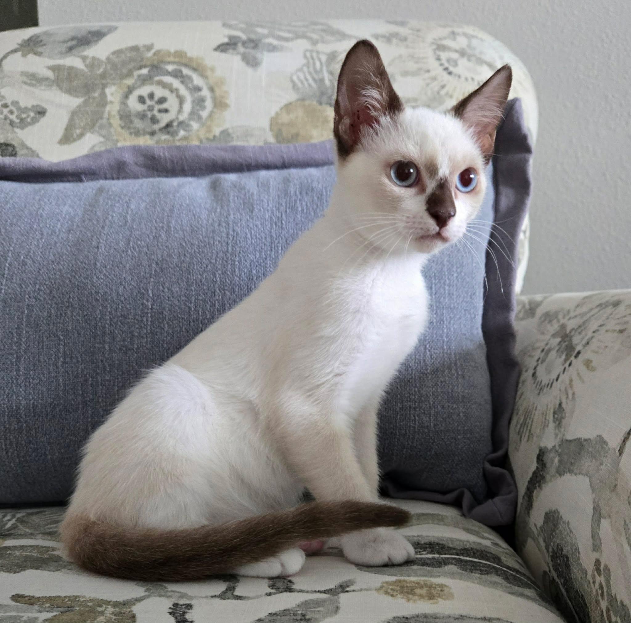 Enlarge Peet --SnowShoe Mix Kitten--, a Adoptable mixed breed in Riverview, FL image 6/6