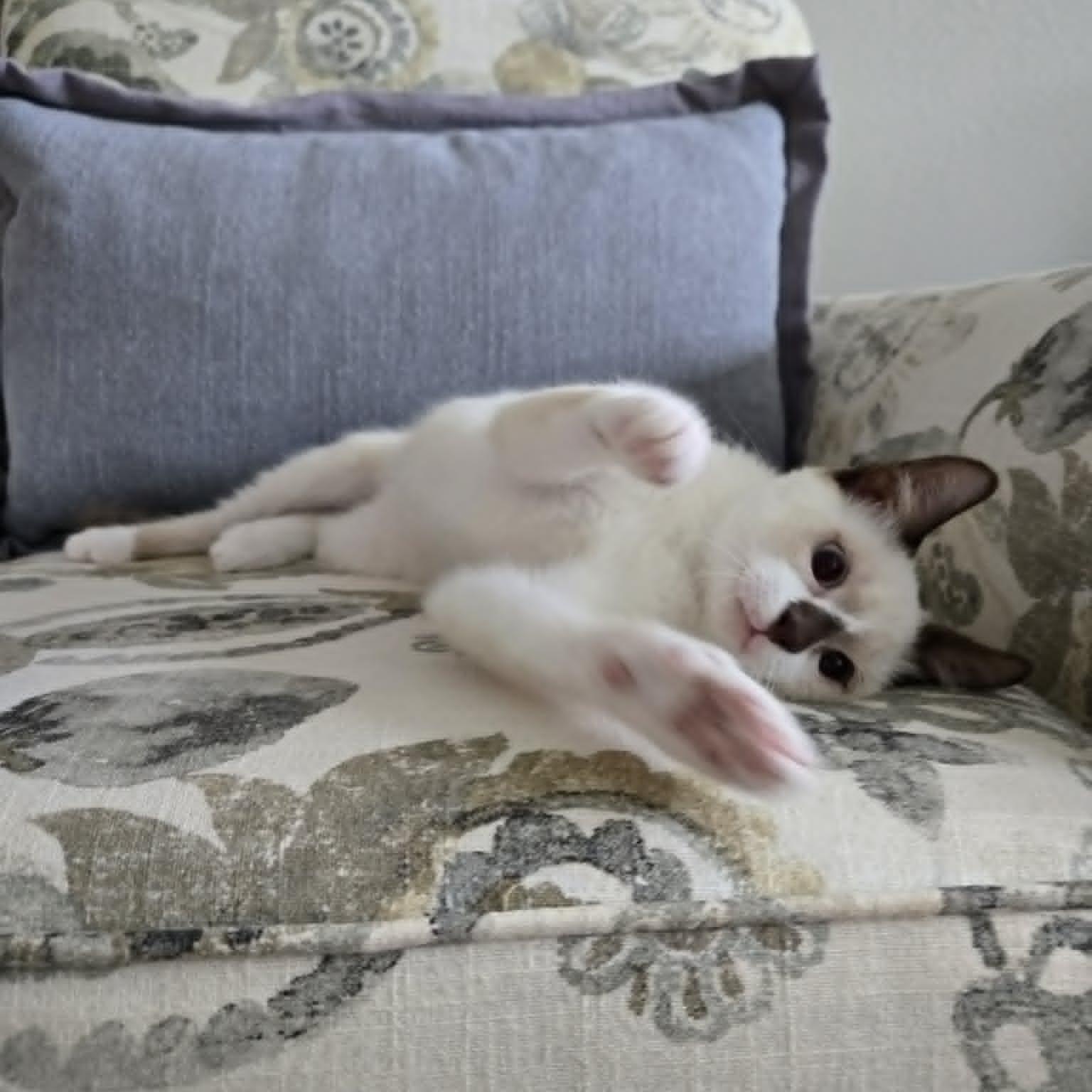 Enlarge Peet --SnowShoe Mix Kitten--, a Adoptable mixed breed in Riverview, FL image 3/6