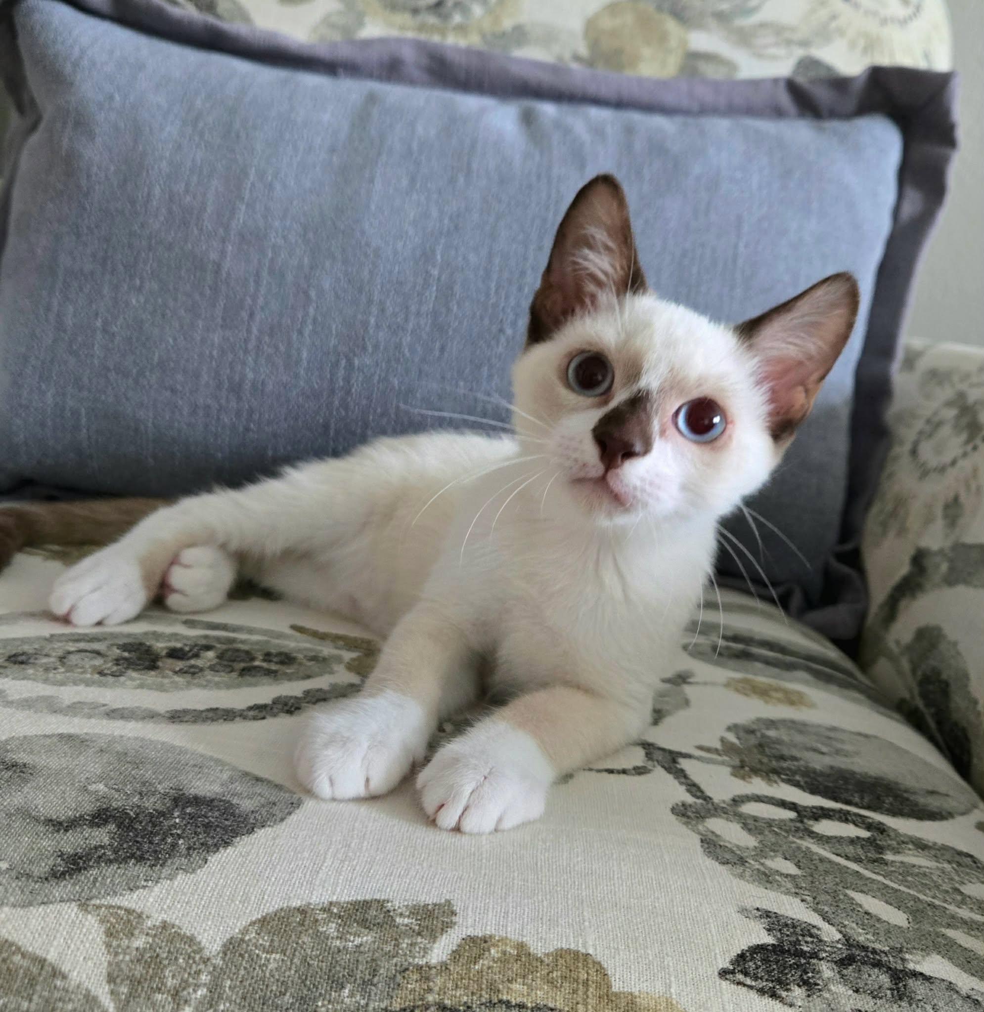 Enlarge Peet --SnowShoe Mix Kitten--, a Adoptable mixed breed in Riverview, FL image 5/6