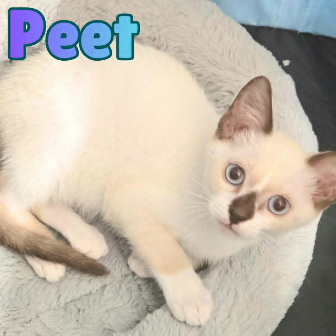 Enlarge Peet --SnowShoe Mix Kitten--, a Adoptable mixed breed in Riverview, FL image 4/6