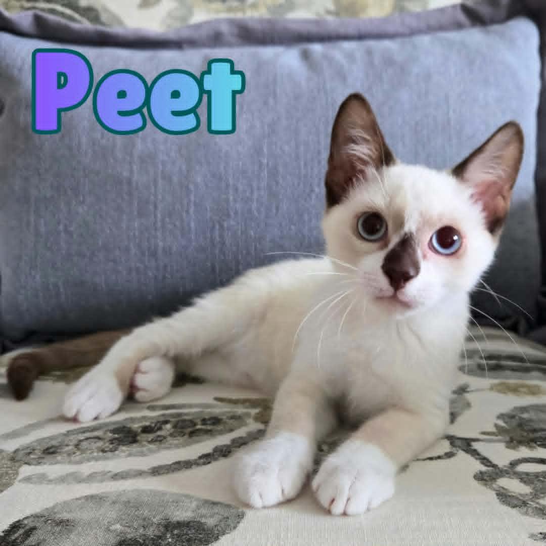 Enlarge Peet --SnowShoe Mix Kitten--, a Adoptable mixed breed in Riverview, FL image 1/6