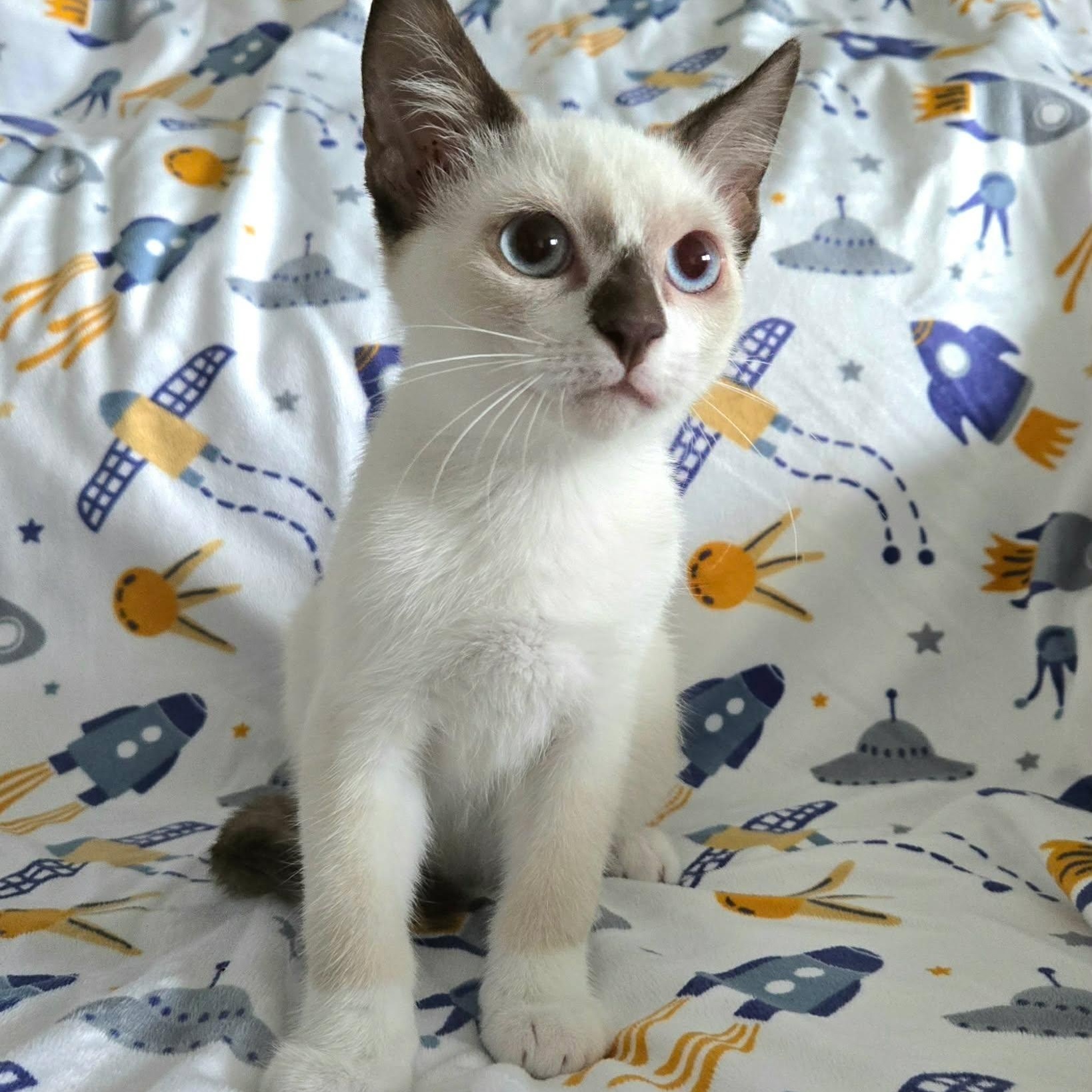Enlarge Peet --SnowShoe Mix Kitten--, a Adoptable mixed breed in Riverview, FL image 2/6