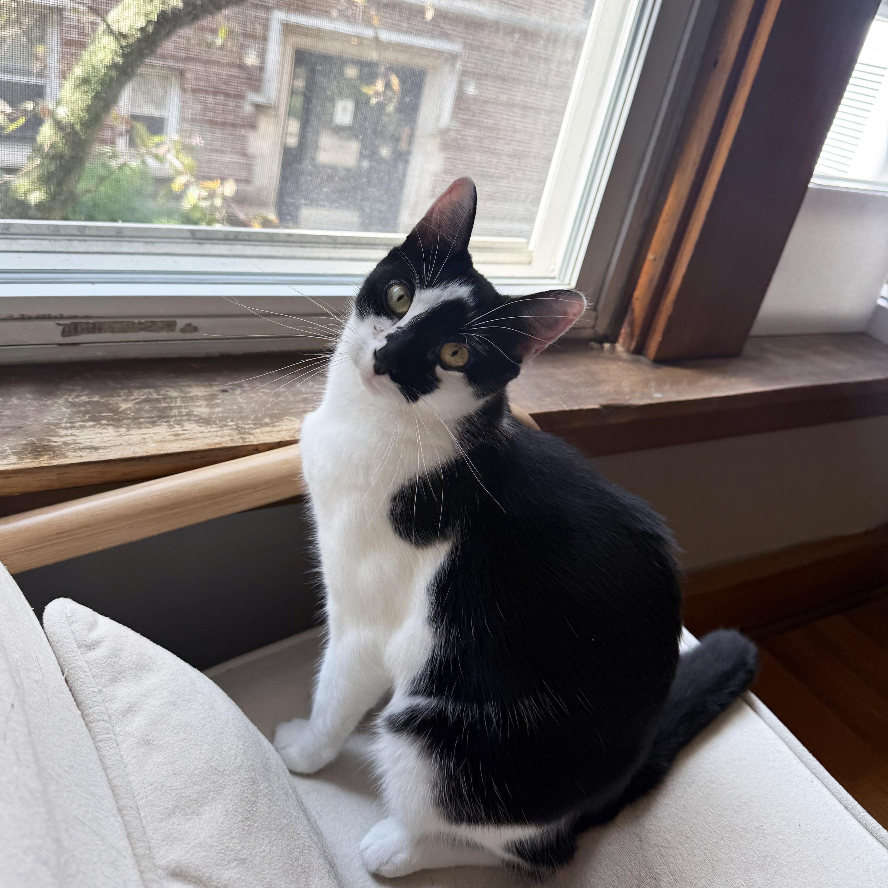 Snoozie, a ADOPTABLE mixed breed in Chicago, IL image 6/6