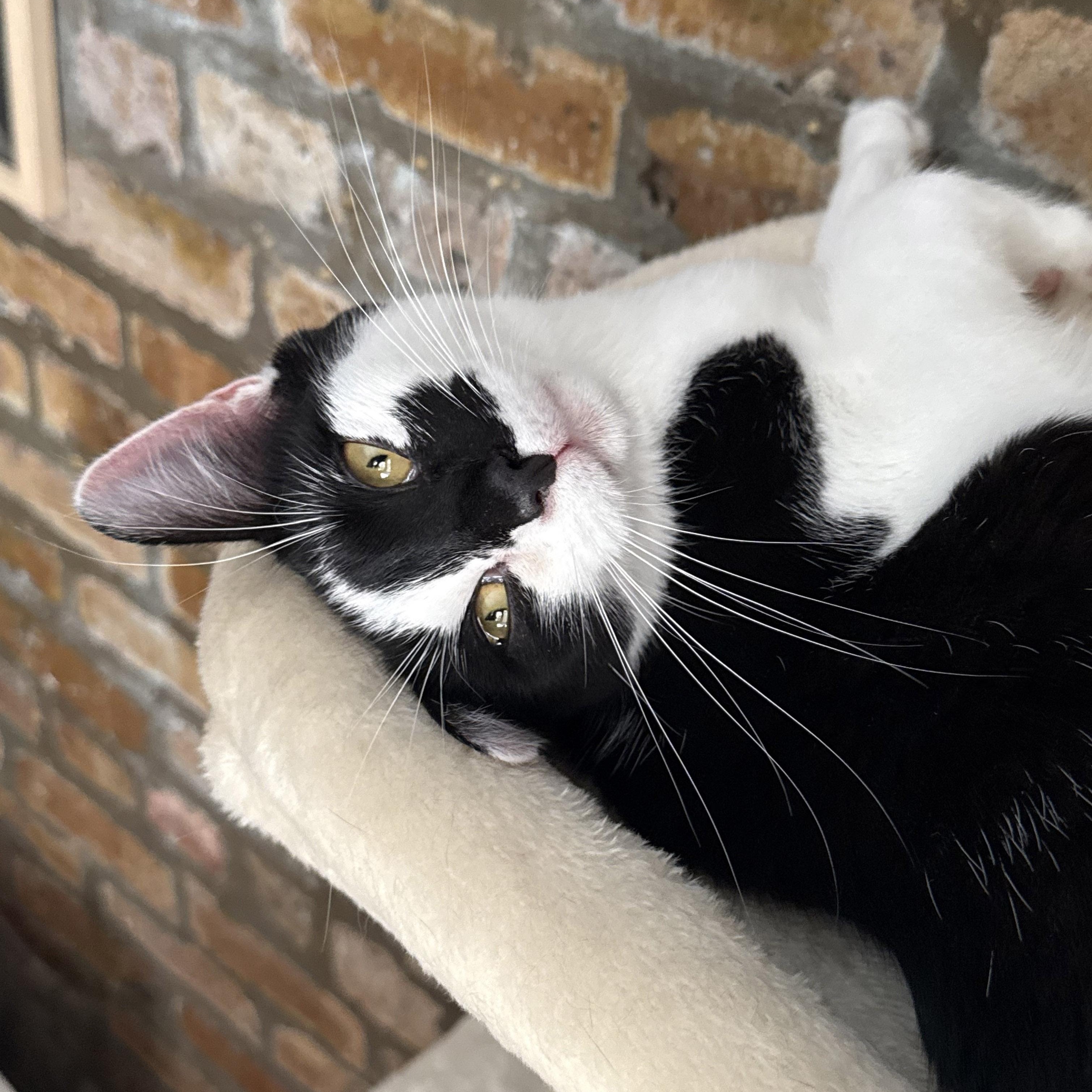 Snoozie, ADOPTABLE, Adult Female Tuxedo & Domestic Short Hair.