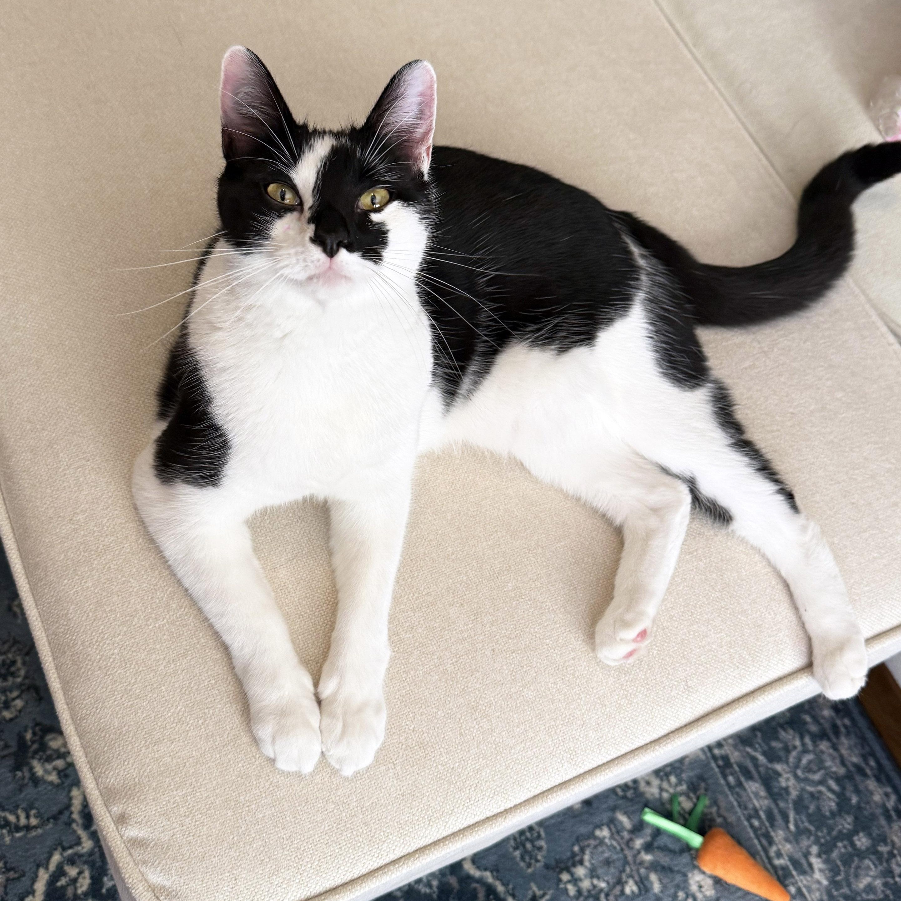 Snoozie, a ADOPTABLE mixed breed in Chicago, IL image 2/6