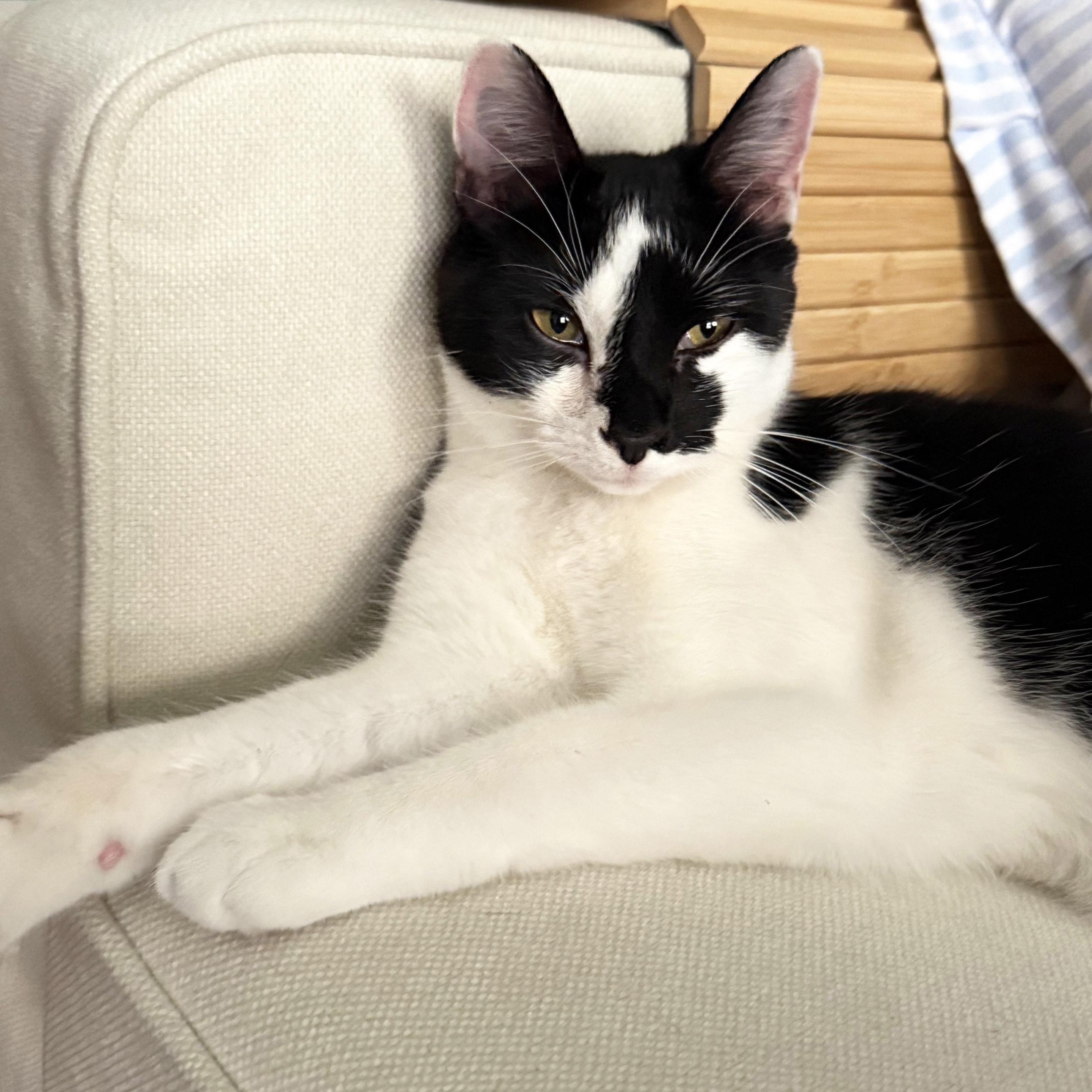 Snoozie, a ADOPTABLE mixed breed in Chicago, IL image 4/6