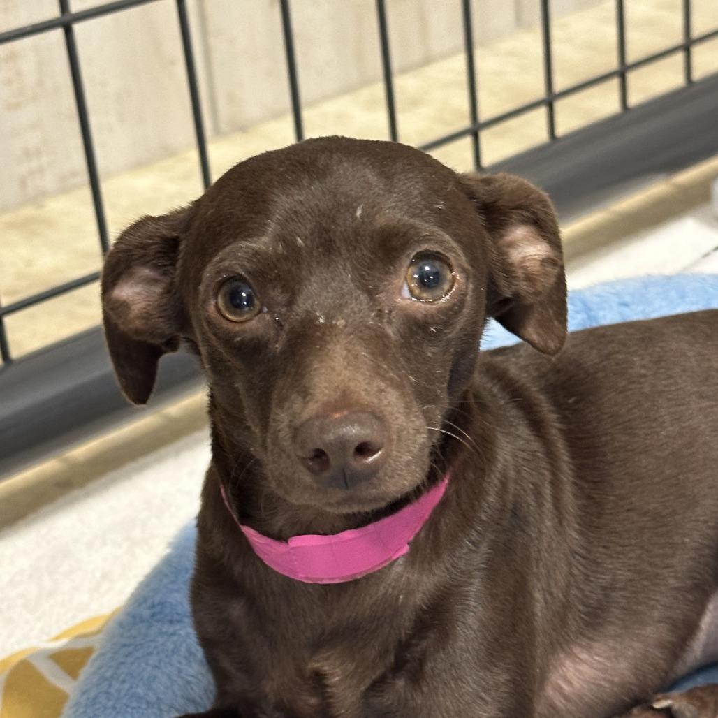 Tay Tay, Adoptable, Adult Female Chihuahua.