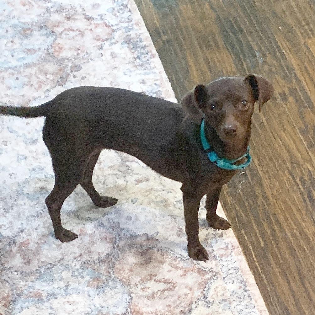 Enlarge Tay Tay, a Adoptable Chihuahua in Flower Mound, TX image 2/4